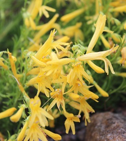 Penstemon pinifolius 'Mersea Yellow' - 8cm pot 